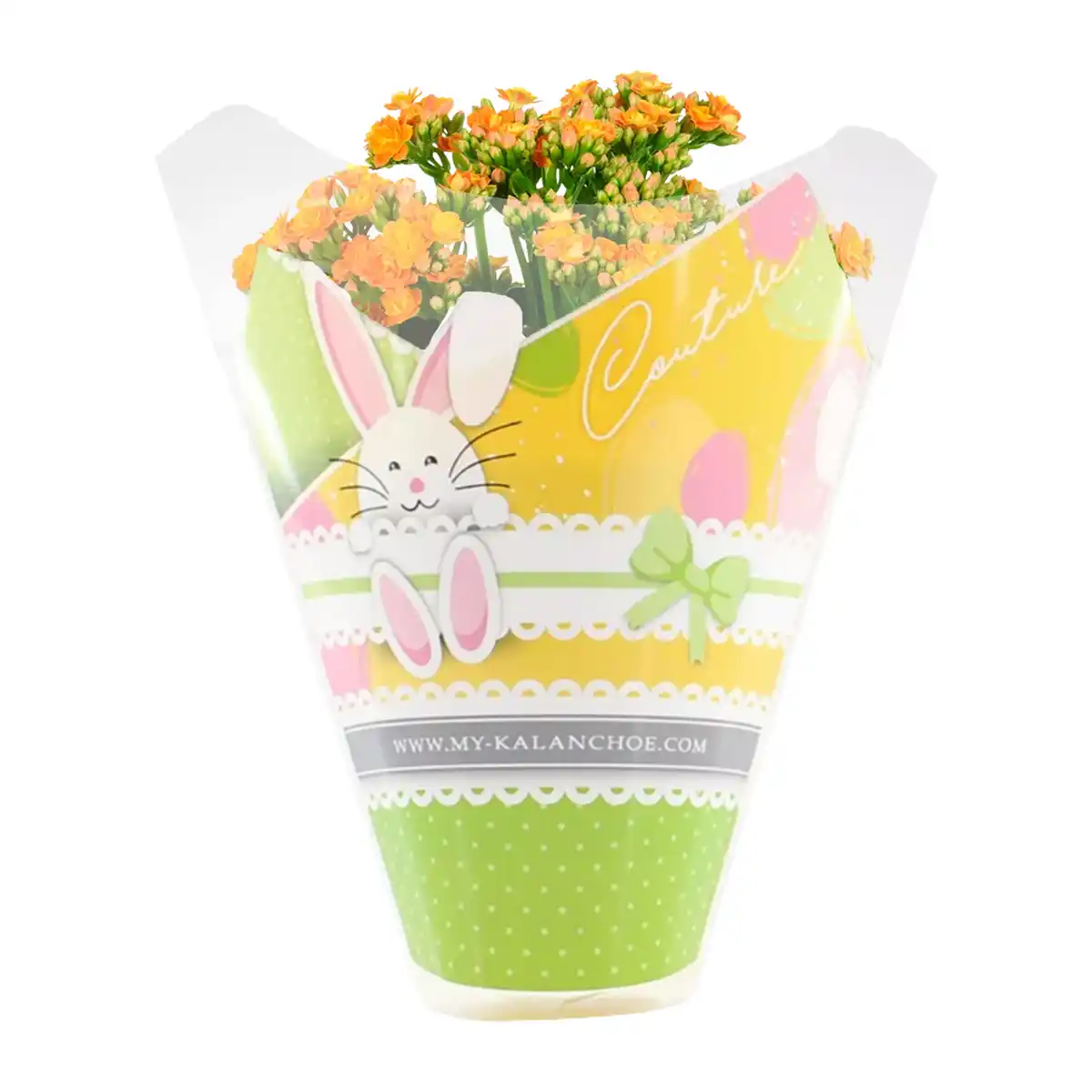 Bild 3 von GARDENLINE Kalanchoe