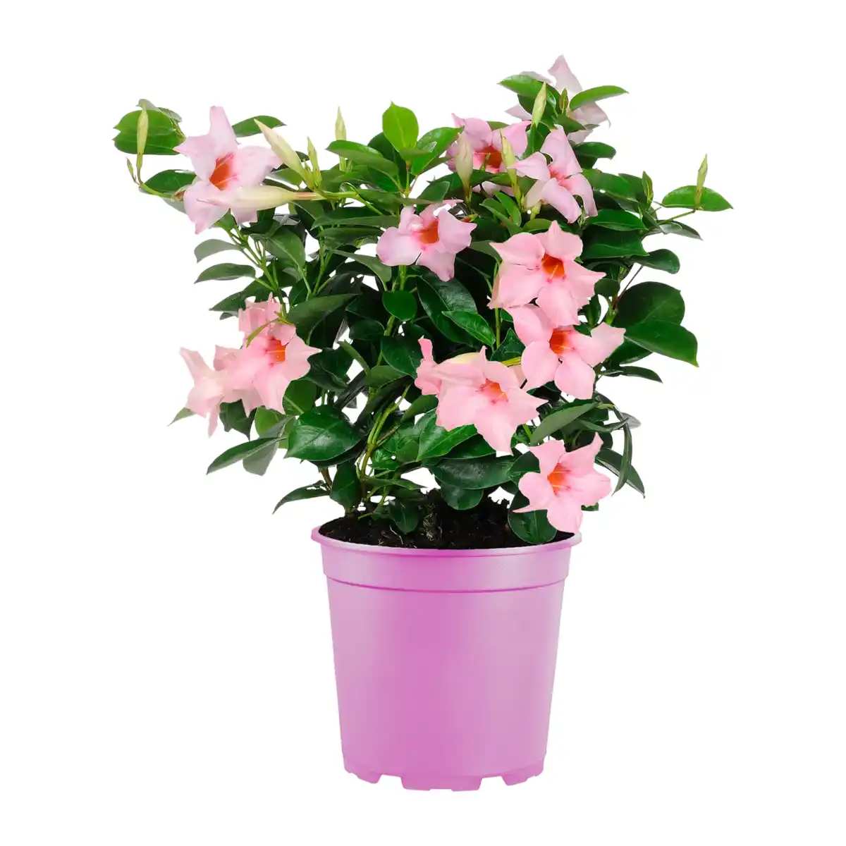 Bild 4 von GARDENLINE Dipladenia-Busch