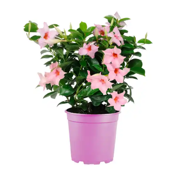 Bild 4 von GARDENLINE Dipladenia-Busch