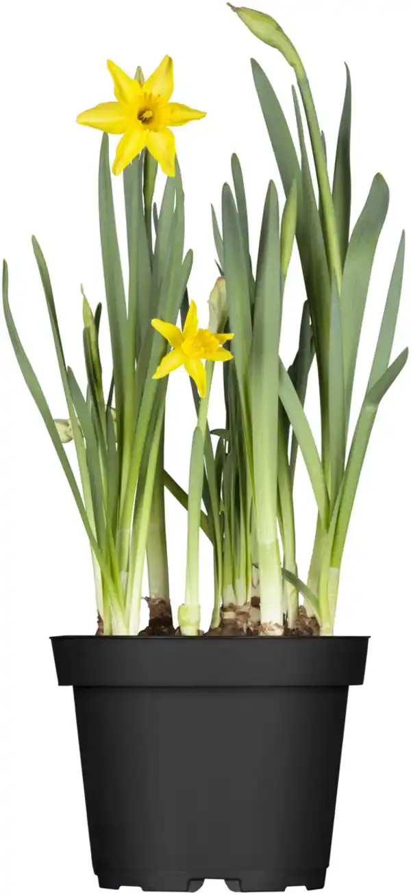 Bild 2 von Zwiebelpflanzen