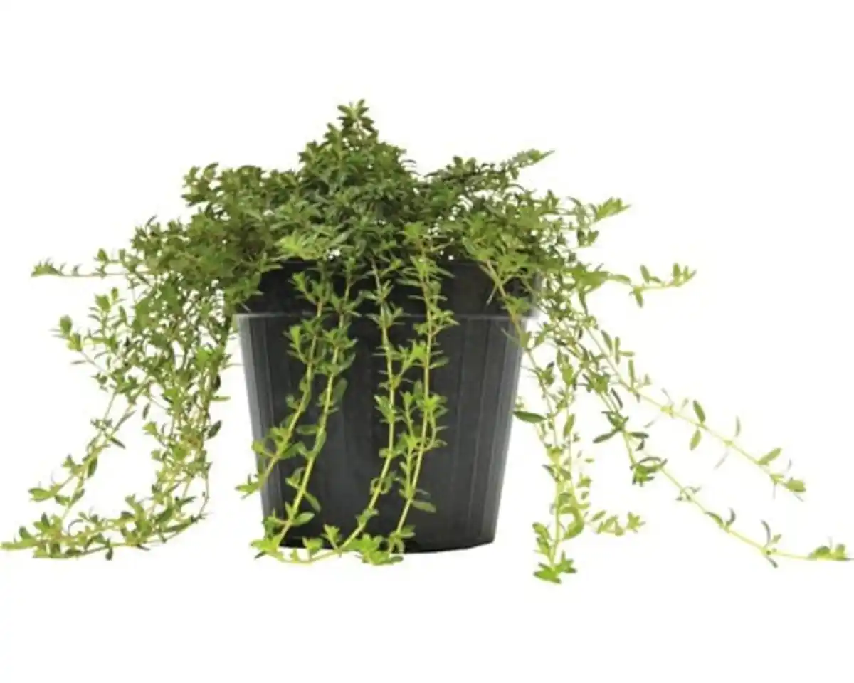 Bild 1 von Mediterrane Gewürzkräuter Winterbohnenkraut Satureja Montana H 25 cm 14 cm Topf