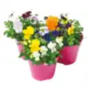 Bild 1 von Hornveilchen Trio