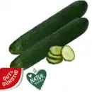 Bild 1 von Salatgurke