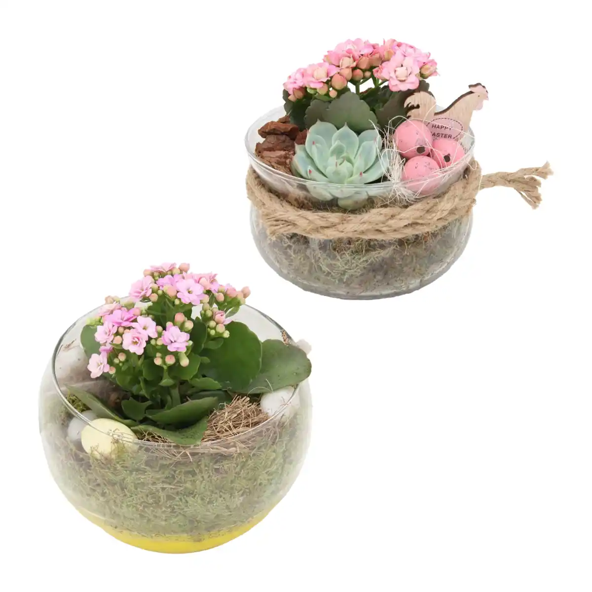 Bild 1 von GARDENLINE Bepflanztes Osterglas