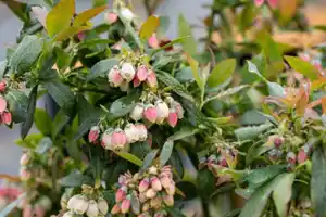 Bio Beerenobst Blaubeere Vaccinium in Sorten rosa 2 L Container, 30 - 40 cm hoch