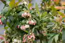Bild 1 von Bio Beerenobst Blaubeere Vaccinium in Sorten rosa 2 L Container, 30 - 40 cm hoch