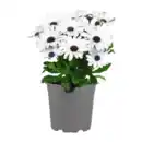 Bild 3 von GARDENLINE Kapmargerite