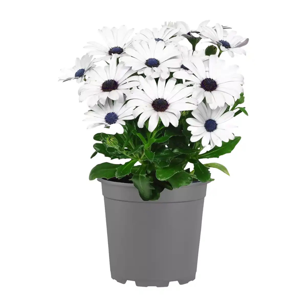 Bild 3 von GARDENLINE Kapmargerite