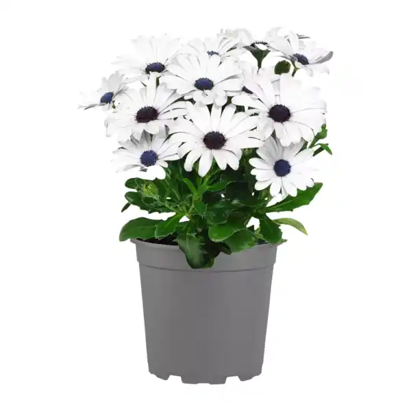 Bild 3 von GARDENLINE Kapmargerite