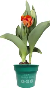 Premium Zwiebelpflanzen Tulipa Tulpen 12 cm Topf