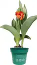 Bild 1 von Premium Zwiebelpflanzen Tulipa Tulpen 12 cm Topf
