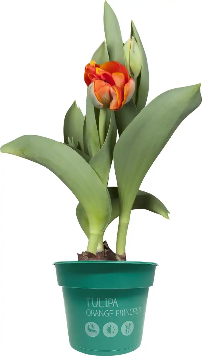 Bild 1 von Premium Zwiebelpflanzen Tulipa Tulpen 12 cm Topf