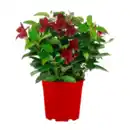 Bild 2 von GARDENLINE Dipladenia-Busch