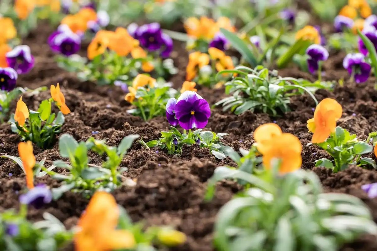 Bild 3 von Stiefmütterchen