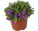Bild 1 von Blaukissen Aubrietia H 10 cm 11 cm Topf