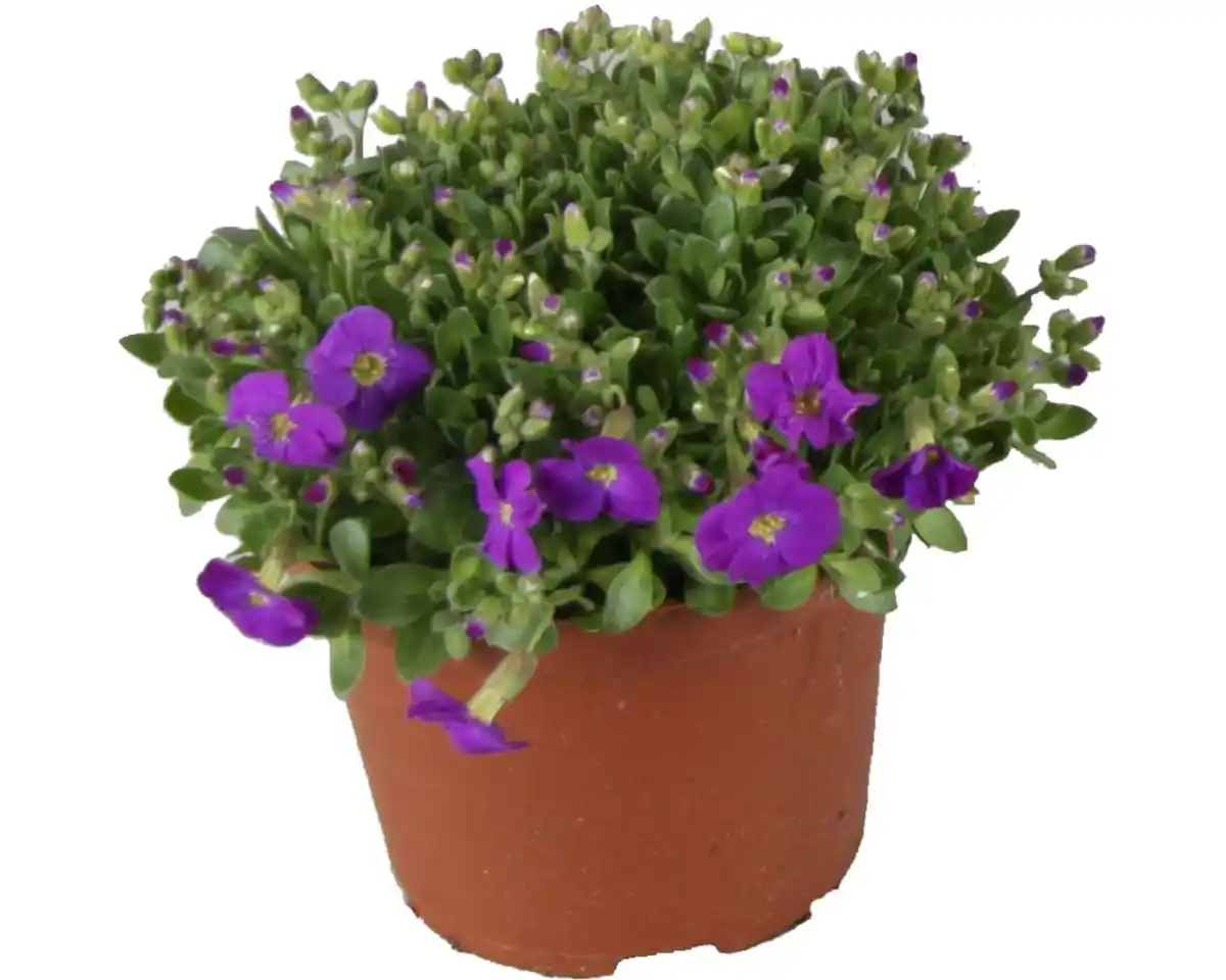 Bild 1 von Blaukissen Aubrietia H 10 cm 11 cm Topf