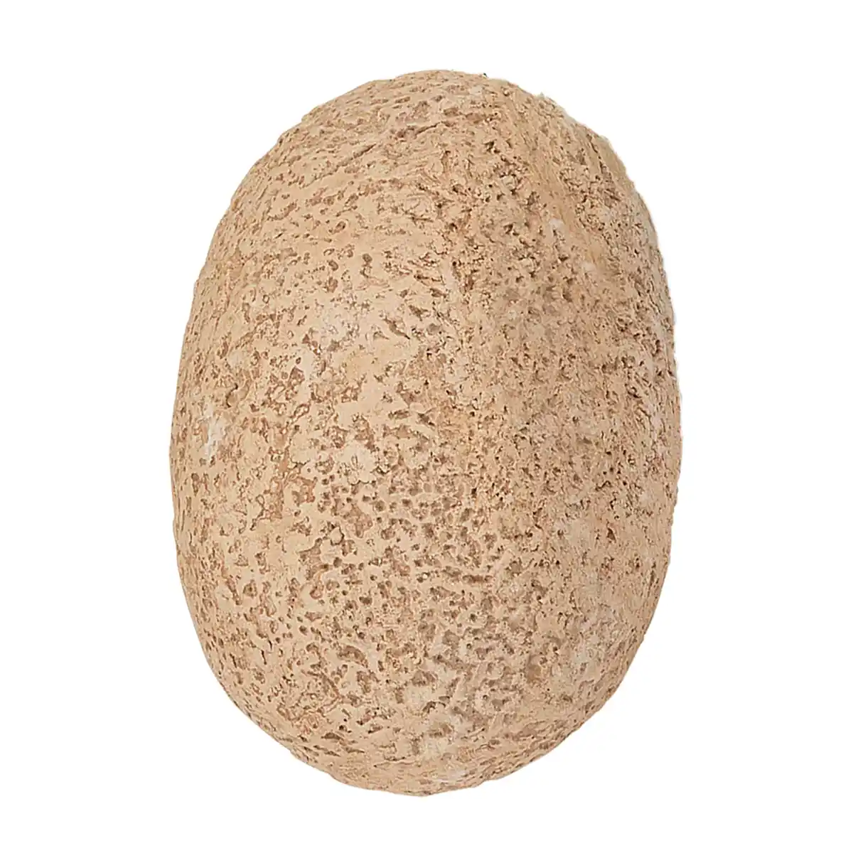 Bild 3 von KOSMOS Ausgrabungs-Ei