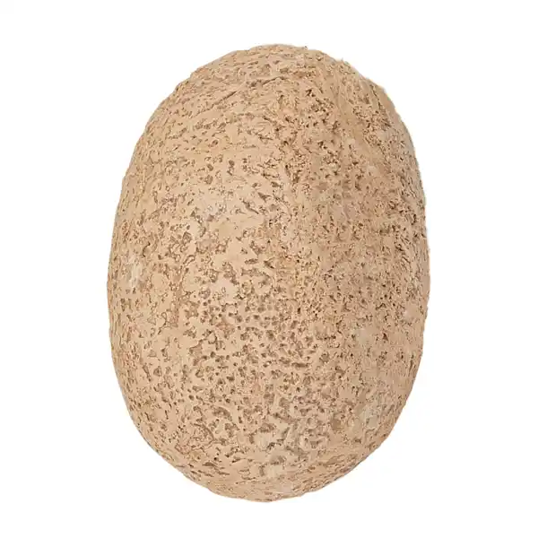 Bild 3 von KOSMOS Ausgrabungs-Ei