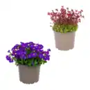 Bild 1 von GARDENLINE Polsterstaude