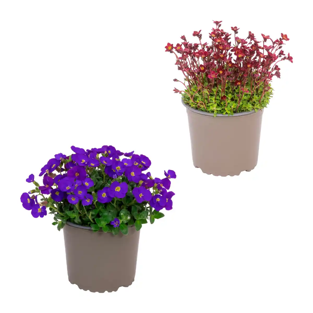 Bild 1 von GARDENLINE Polsterstaude