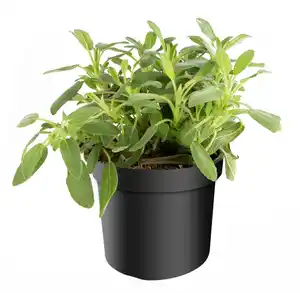 Mediterrane Gewürzkräuter Salbei Salvia Officinalis H 25 cm 14 cm Topf