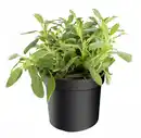 Bild 1 von Mediterrane Gewürzkräuter Salbei Salvia Officinalis H 25 cm 14 cm Topf