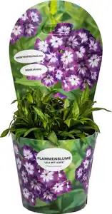 Solitärstauden Flammenblume Phlox paniculata H 60 - 120 cm 19 cm Topf