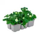 Bild 3 von GARDENLINE Erdbeerpflanzen
