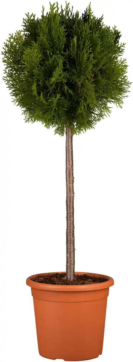 Bild 1 von Thuja-Kugel
