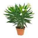 Bild 3 von GARDENLINE Oleander-Busch
