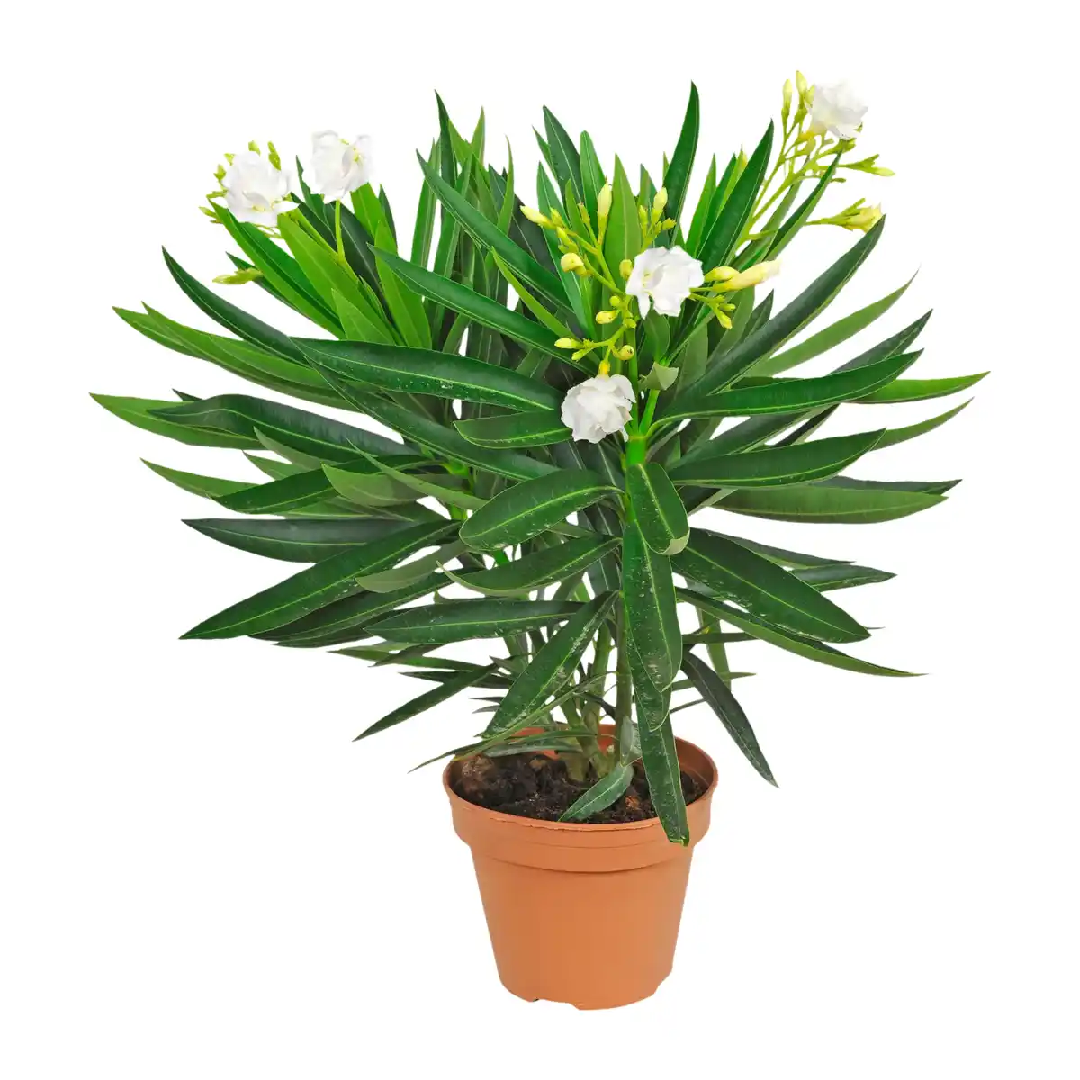 Bild 3 von GARDENLINE Oleander-Busch