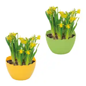 GARDENLINE Narzissen in Eierschale