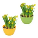 Bild 1 von GARDENLINE Narzissen in Eierschale