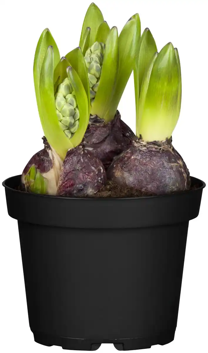 Bild 1 von Zwiebelpflanzen