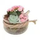 Bild 3 von GARDENLINE Bepflanztes Osterglas