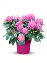 Bild 1 von Alpenrose Rhododendron 21 cm Topf, 30-40 cm hoch