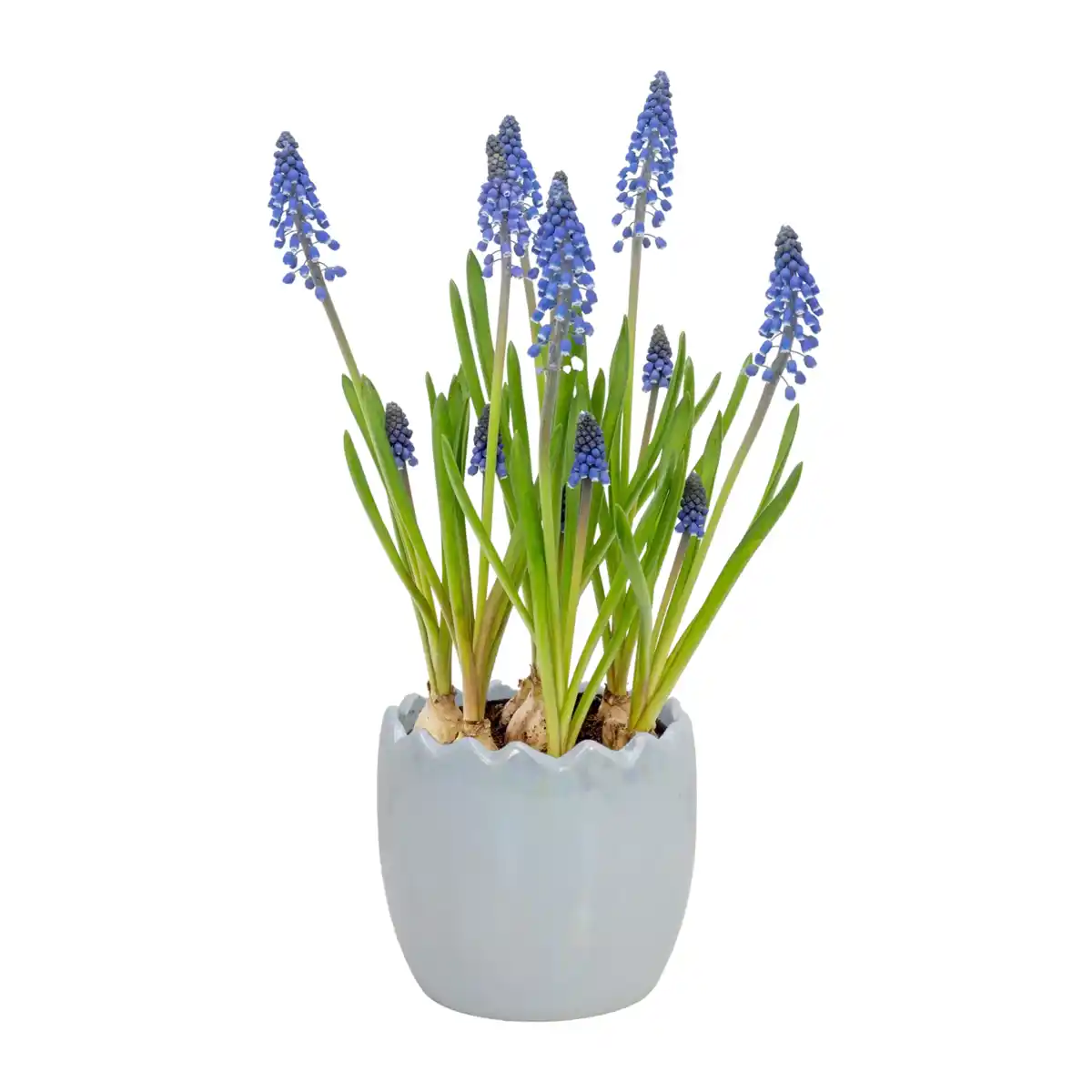 Bild 3 von GARDENLINE Bepflanzte Osterkeramik