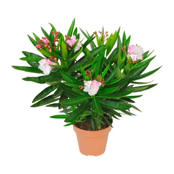 Bild 4 von GARDENLINE Oleander-Busch