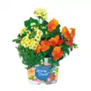 Bild 1 von Frühlingsmix Trio „Spring Break“