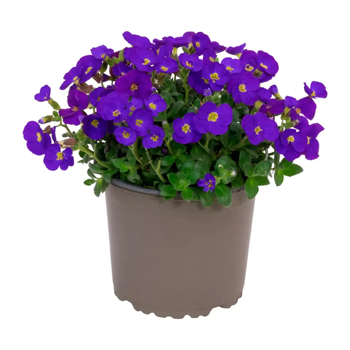 Bild 4 von GARDENLINE Polsterstaude