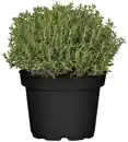 Bild 1 von Mediterrane Gewürzkräuter Thymian Thymus Vulgaris in Sorten H 25 cm 14 cm Topf