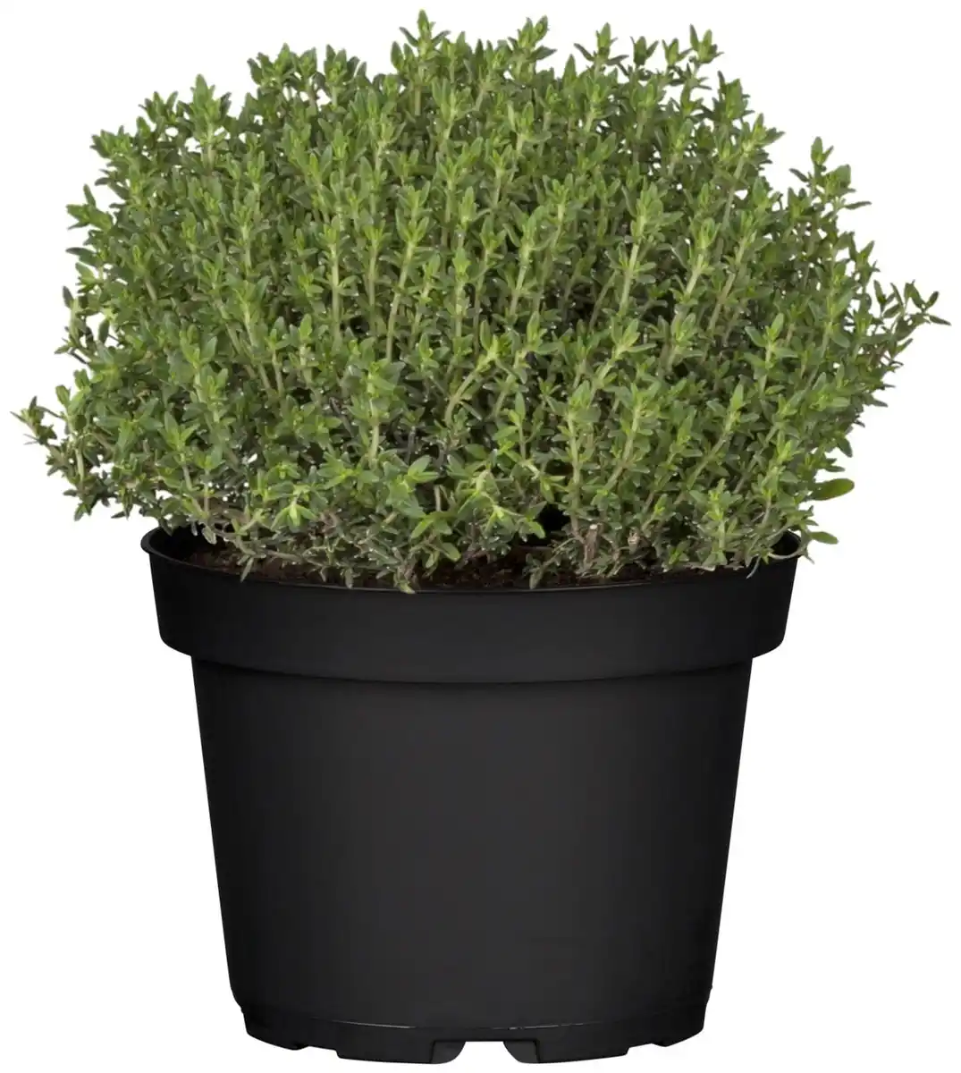 Bild 1 von Mediterrane Gewürzkräuter Thymian Thymus Vulgaris in Sorten H 25 cm 14 cm Topf