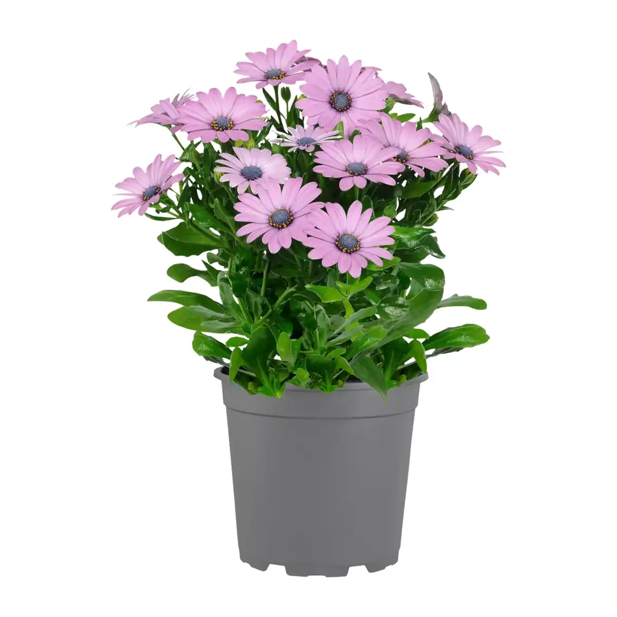 Bild 4 von GARDENLINE Kapmargerite