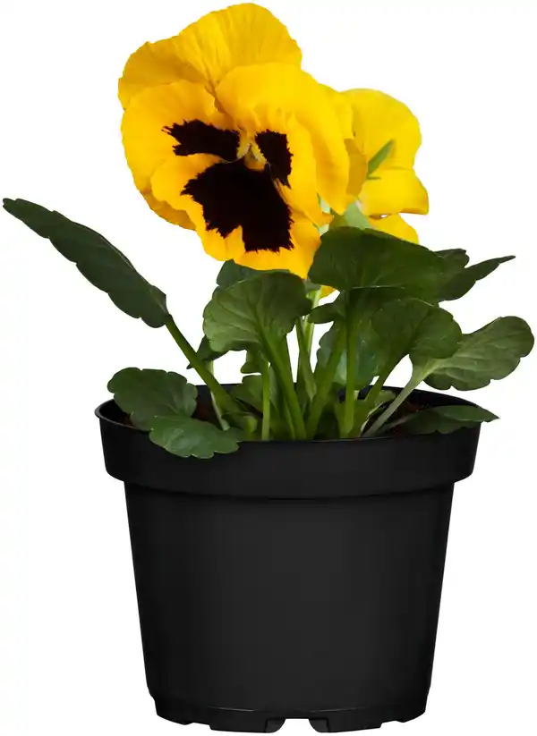 Bild 2 von Stiefmütterchen