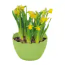 Bild 4 von GARDENLINE Narzissen in Eierschale