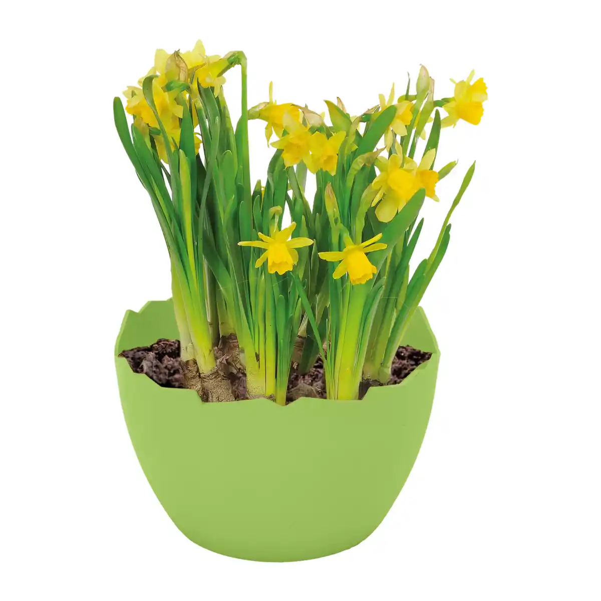 Bild 4 von GARDENLINE Narzissen in Eierschale