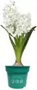 Bild 1 von Premium Zwiebelpflanzen Hyacinthus Hyazinthe 12 cm Topf