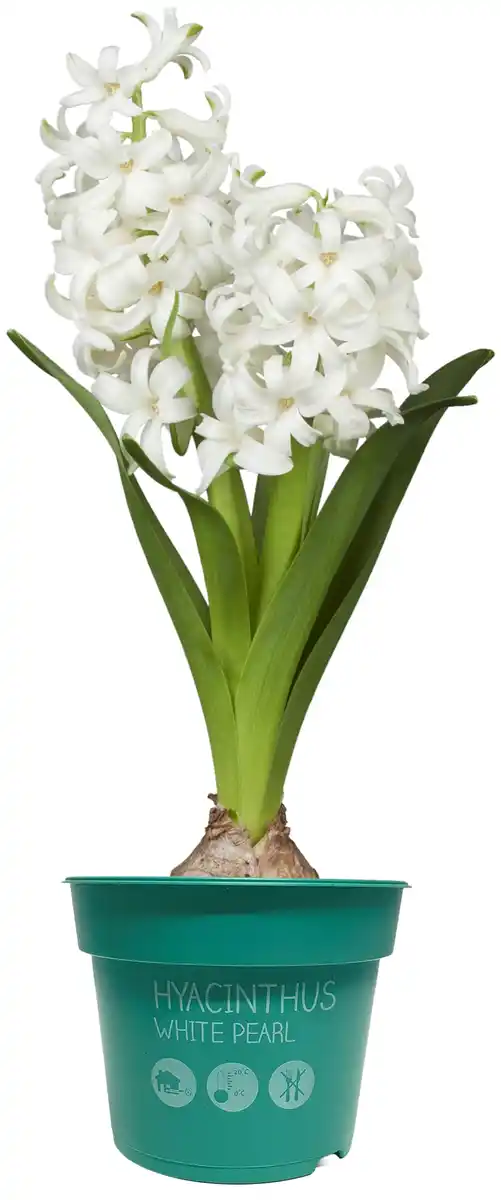 Bild 1 von Premium Zwiebelpflanzen Hyacinthus Hyazinthe 12 cm Topf