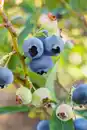 Bild 1 von Bio Beerenobst Blaubeere Vaccinium in Sorten blau 2 L Container, 30 - 40 cm hoch