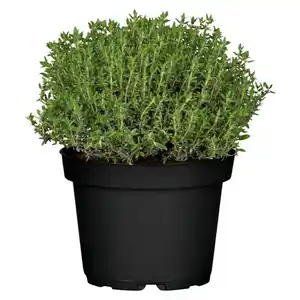 Mediterrane Gewürzkräuter Feldthymian Thymus Vulgaris H 25 cm 14 cm Topf